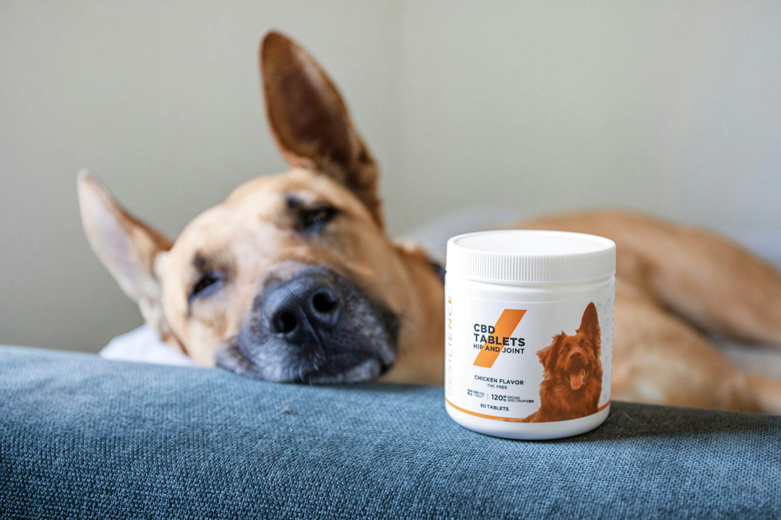 Ultimate Guide to Must-Have Products for Your Beloved Canine Companions