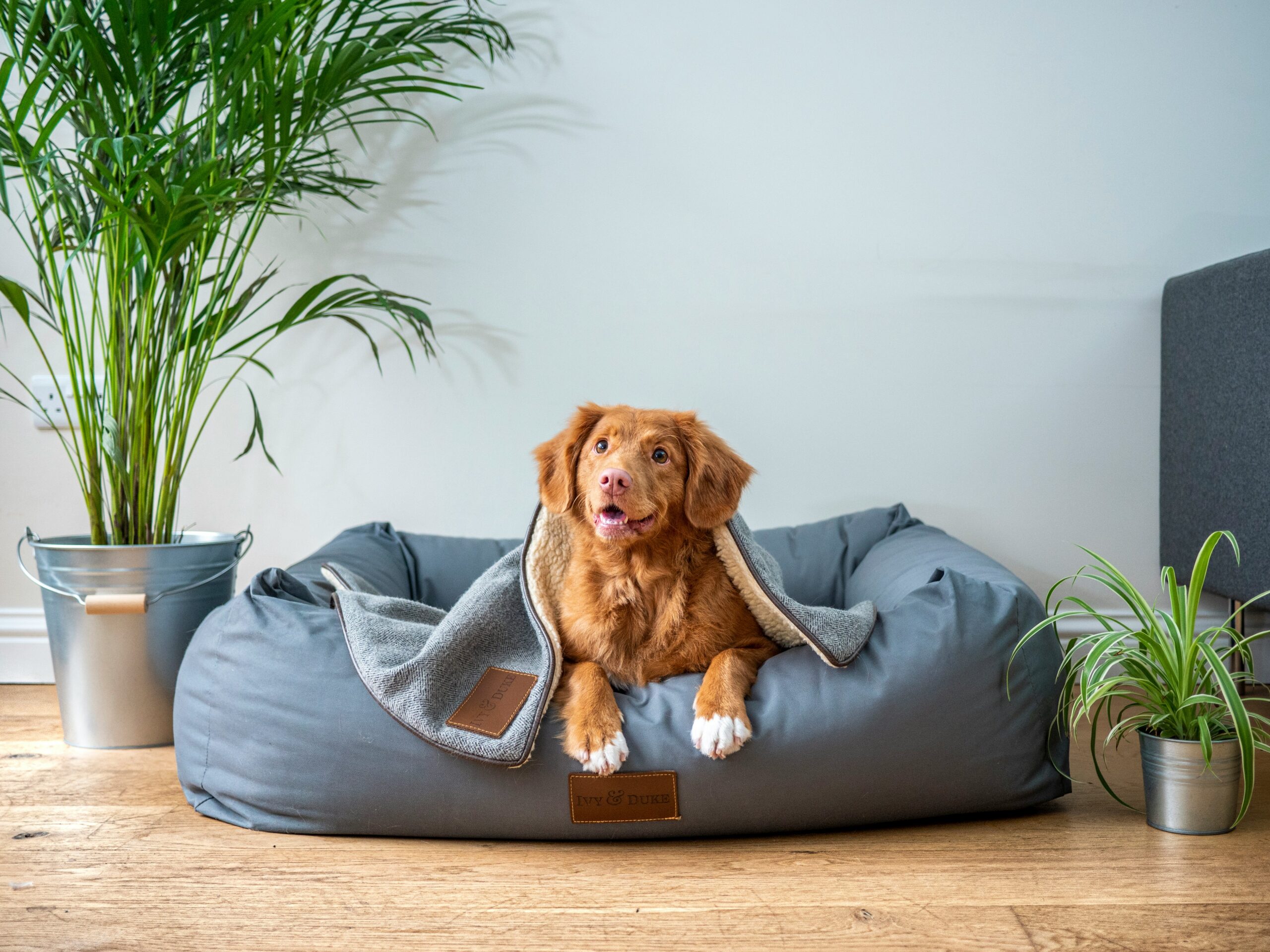 Handpicked Essentials for Your Dog: Top Online Finds to Pamper Your Pooch