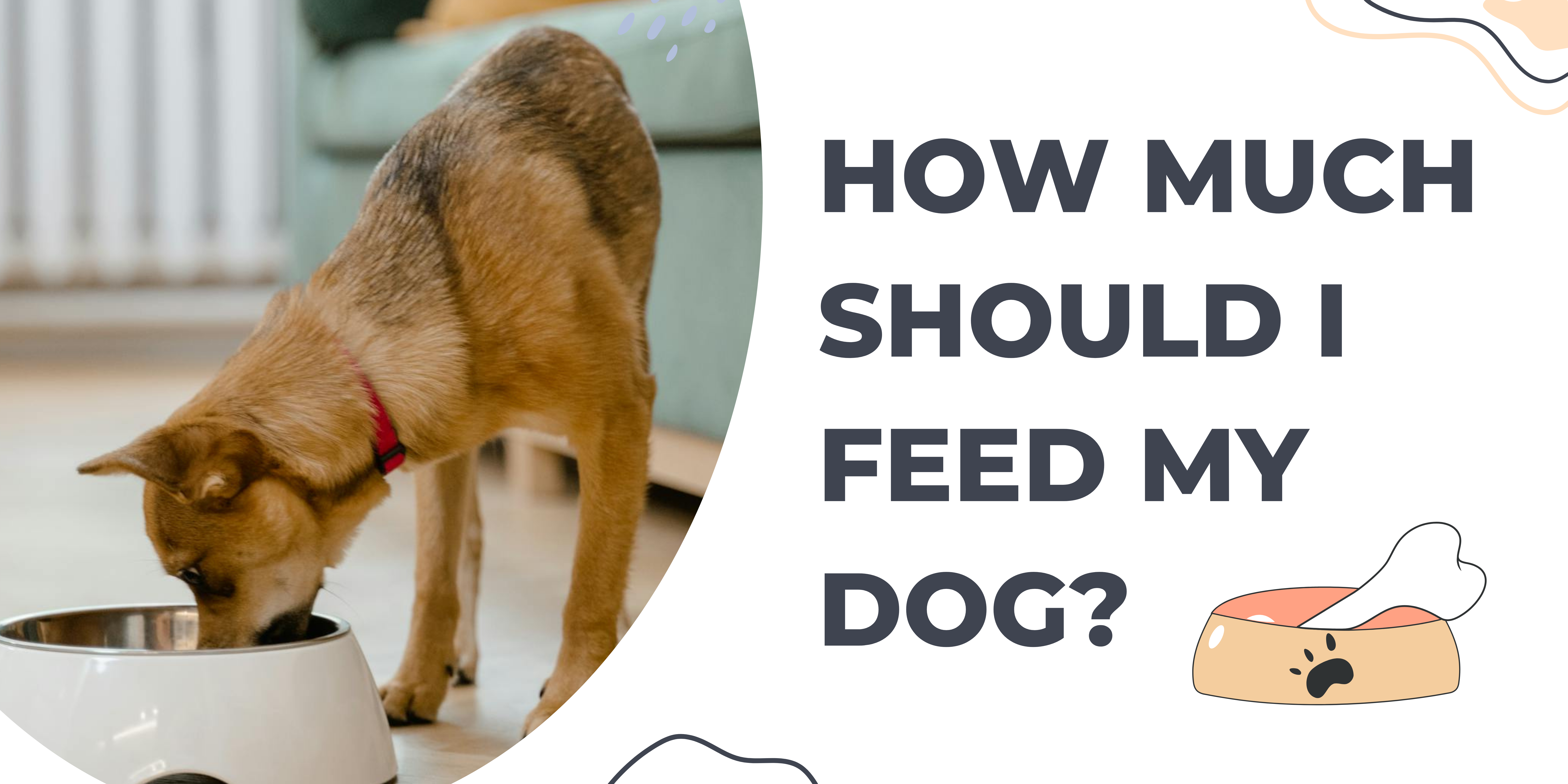 How Much Should I Feed My Dog? A Complete Guide for Pet Owners