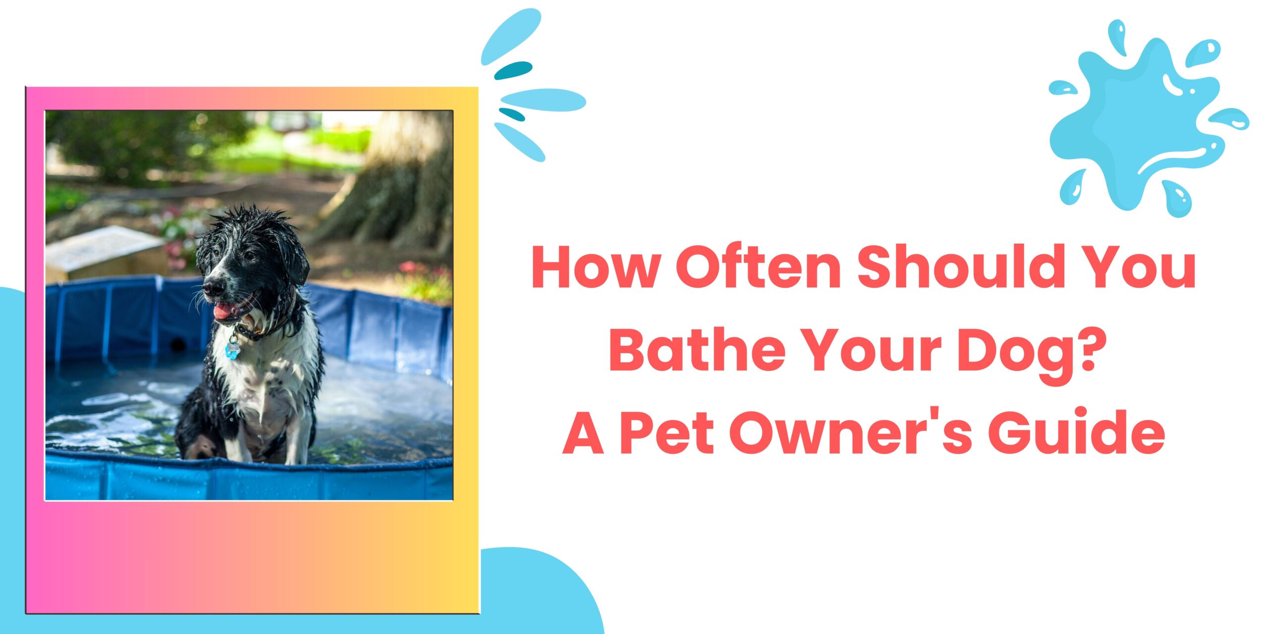  How Often Should You Bathe Your Dog? A Pet Owner’s Guide