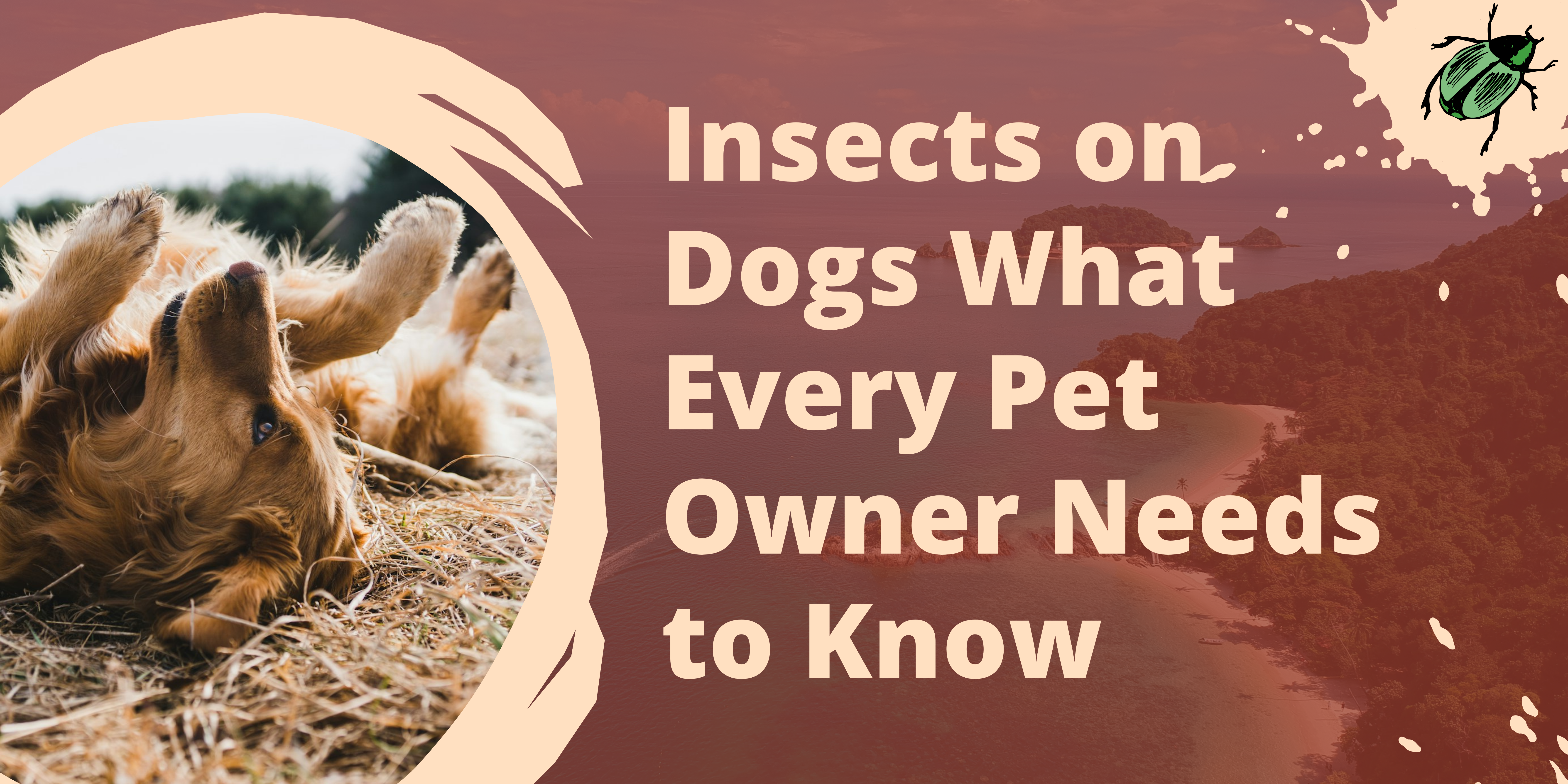  Insects on Dogs: What Every Pet Owner Needs to Know