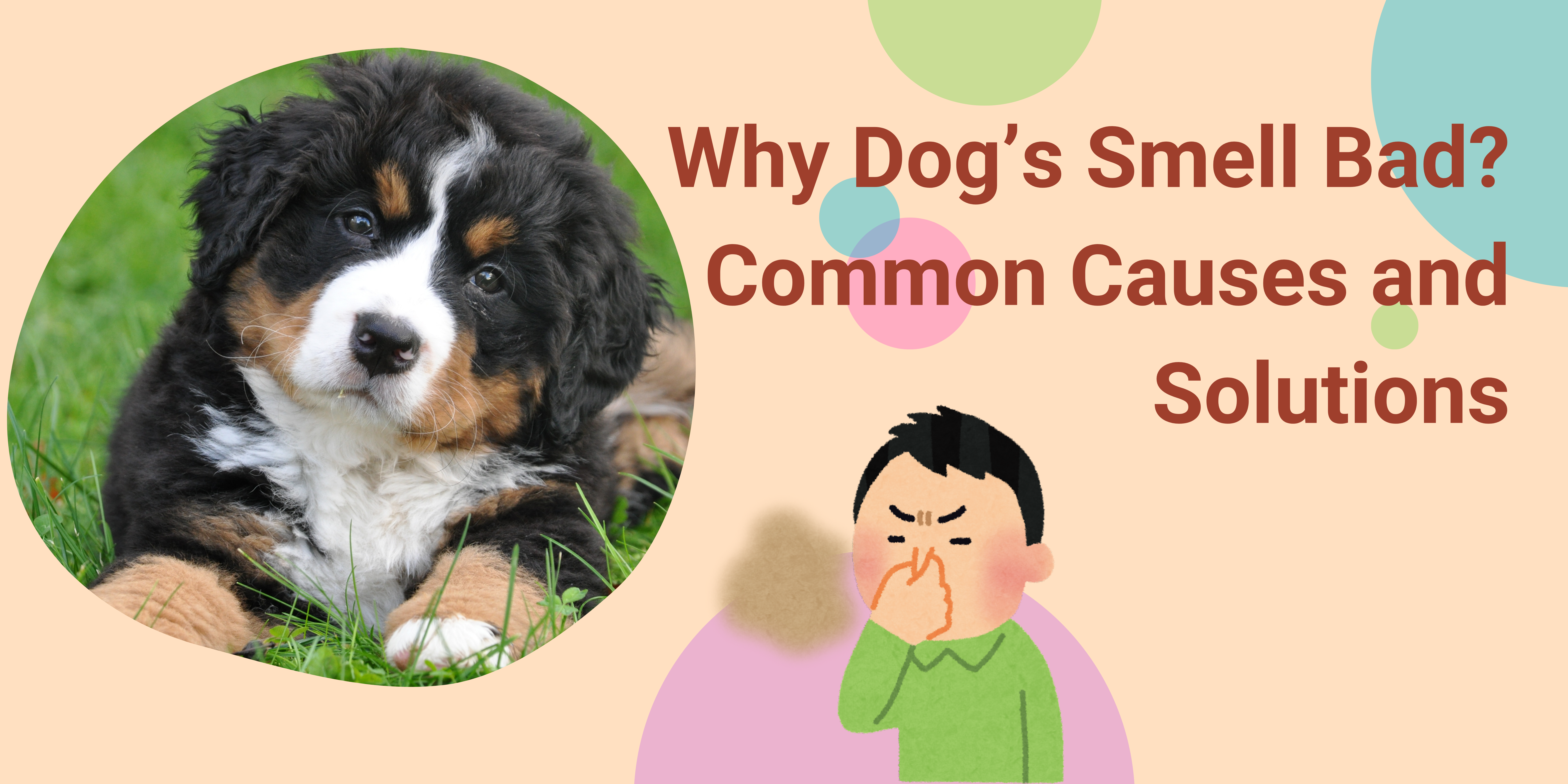 Why Dogs Smell Bad Common Causes and Solutions