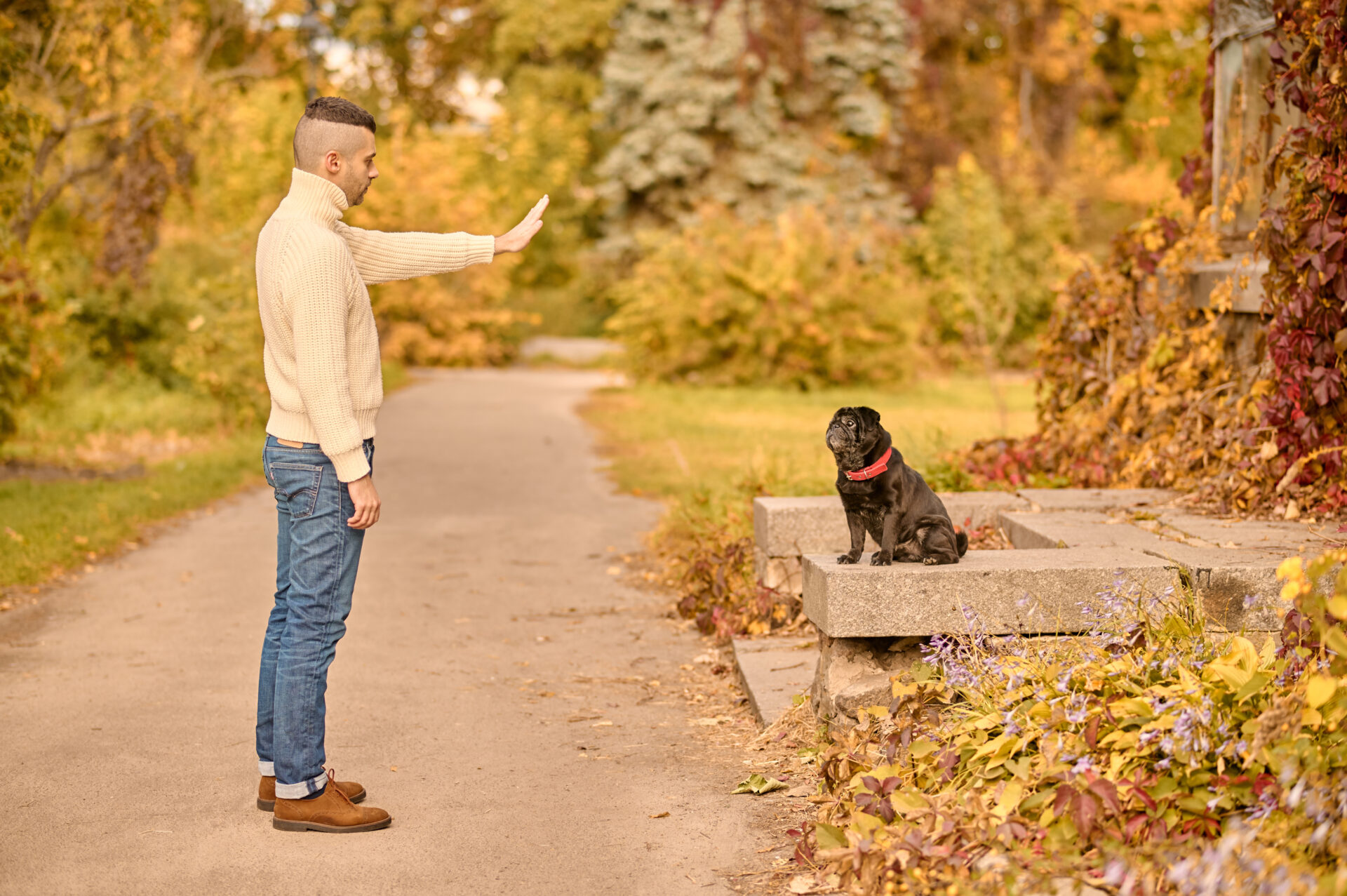 10 Basic Dog Training Commands To Do At Home