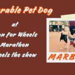 pet dog at marathon