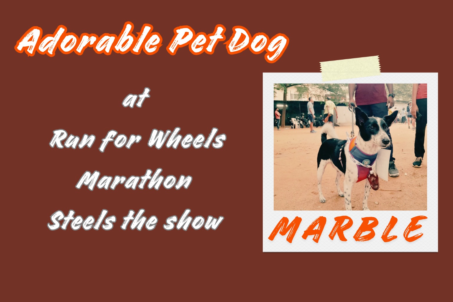 Pet dog at Marathon –  Marble Shines at the  Marathon