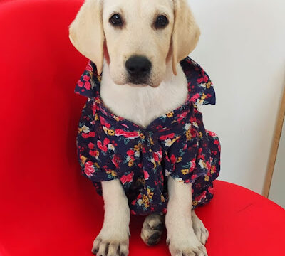 AF1QipOohI3lXi0gKsqX-nNCi_rBbu72G8vSo-t0CE2Cw400-h560-k-no-2.jpg