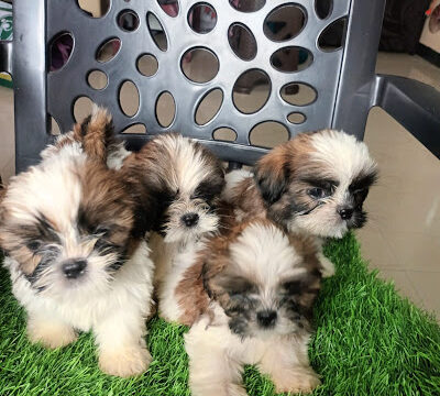 AF1QipPm_IgRncW3FA7DYxU2aF4PiXJldnb5G-_8QctHw400-h533-k-no-1.jpg