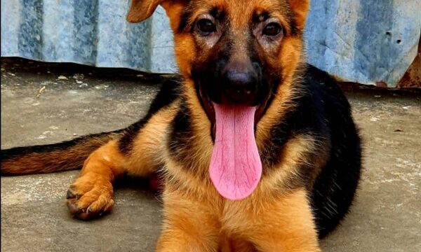Little-Gangsters-Kennel-Google-Maps-04-24-2026_03_22_PM