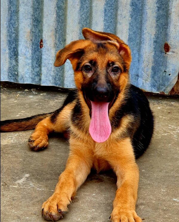 Little-Gangsters-Kennel-Google-Maps-04-24-2026_03_22_PM