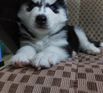 Quwality Pets