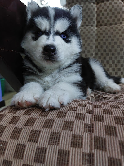 Quwality Pets