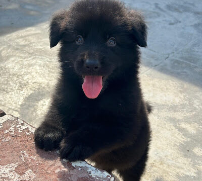 Scooby Pets Coimbatore petshop