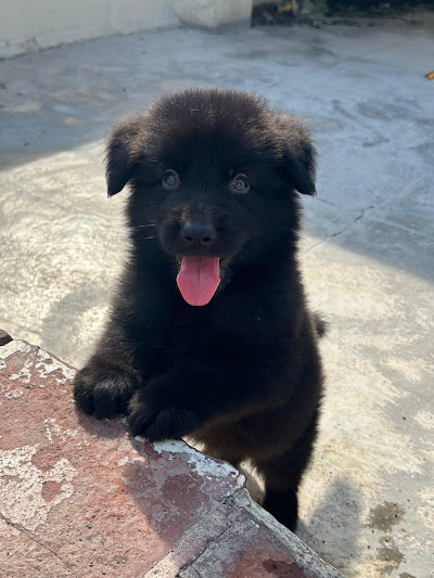 Scooby Pets Coimbatore petshop