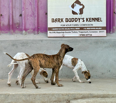 bard buddy kennel