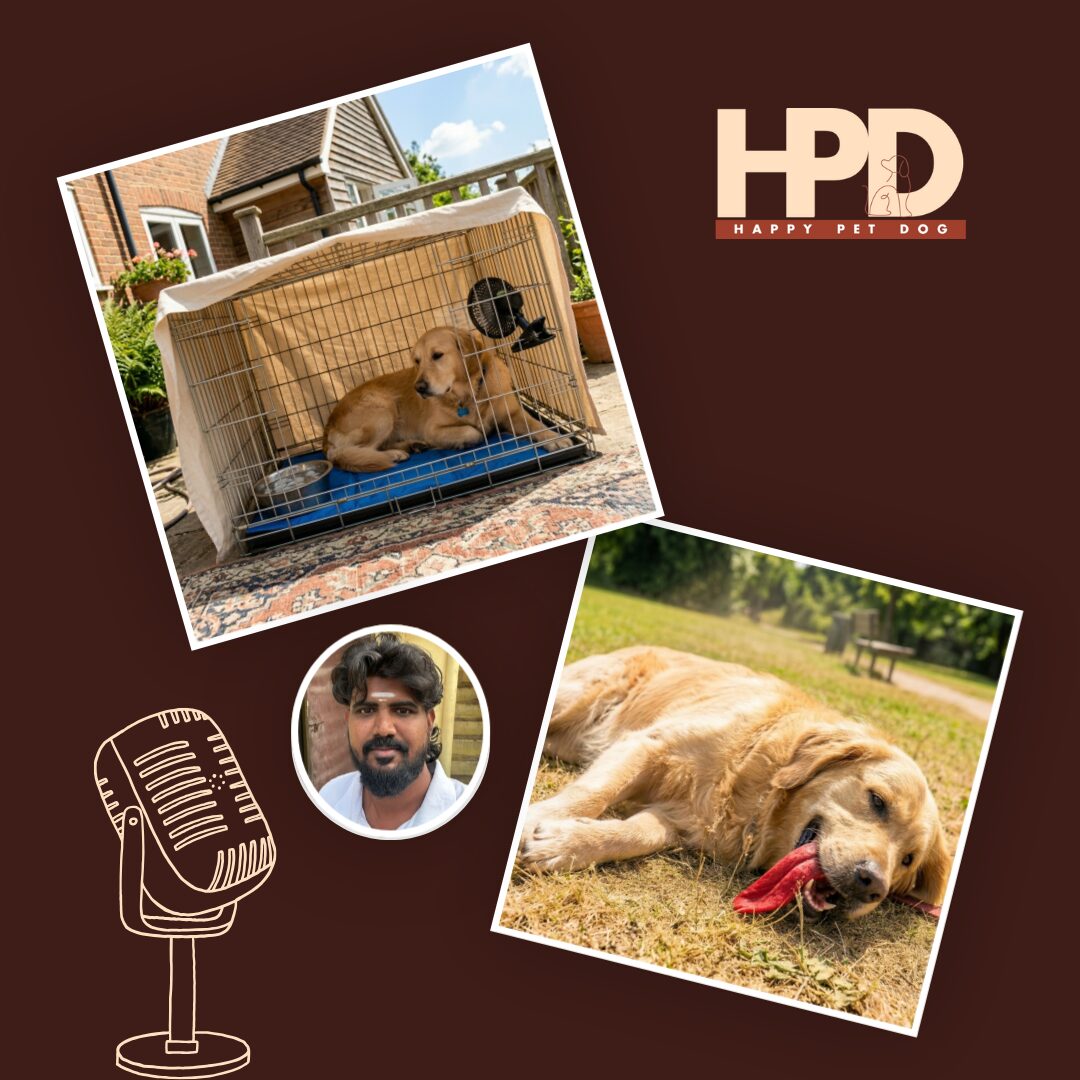 Dog Heat Stroke: Is Your Dog Safe Inside a Cage This Summer?