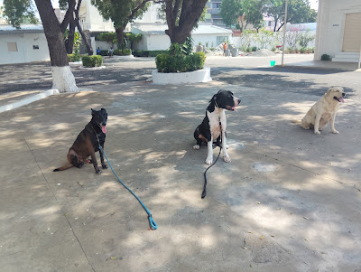 future zone kennel