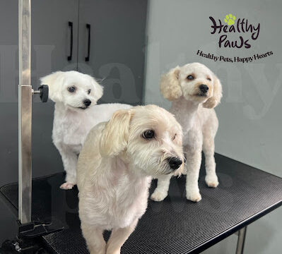 healthy paws