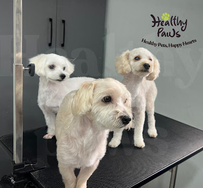 healthy paws