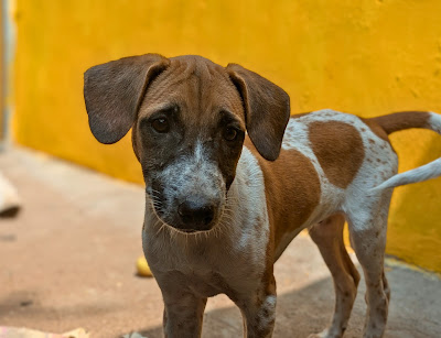 humane animal society