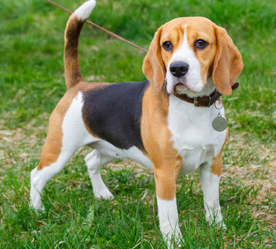 jash kennel
