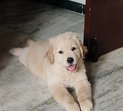 kowshik pet store