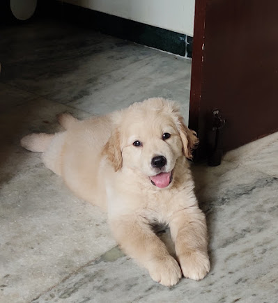 kowshik pet store