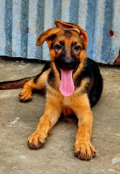little gangstar