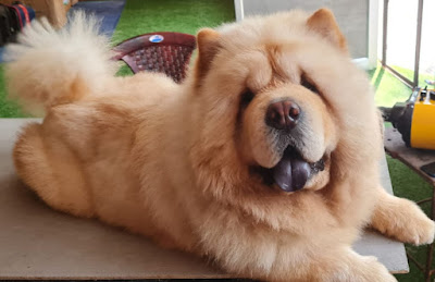 padues kennel