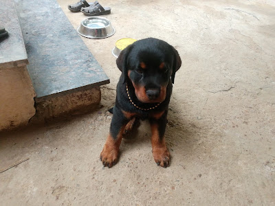 rakks pet
