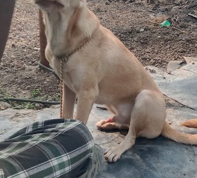 suraksha k9