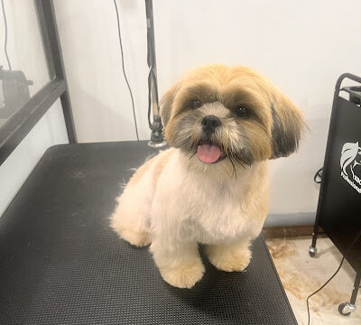 tails and pet grooming