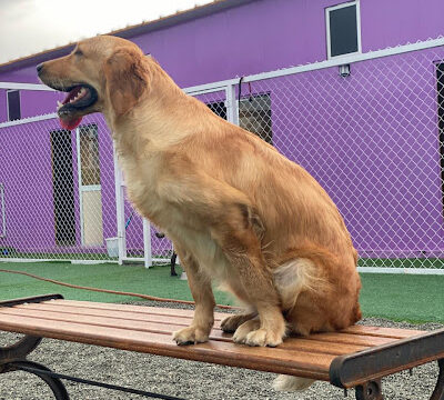 woofs dog