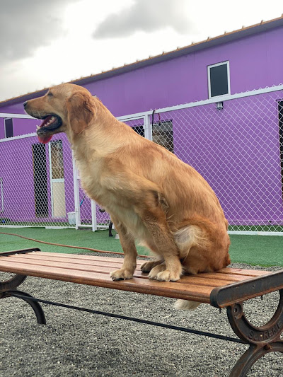 woofs dog